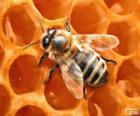 Honey bee. Пчелы, которые производят мед